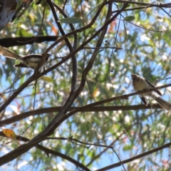 Rhipidura albiscapa at Paddys River, ACT - 19 Jan 2021 11:57 AM