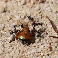 Iridomyrmex purpureus (Meat Ant) at Paddys River, ACT - 19 Jan 2021 by RodDeb