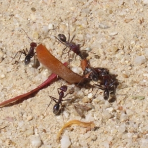 Iridomyrmex purpureus at Paddys River, ACT - 19 Jan 2021 10:49 AM