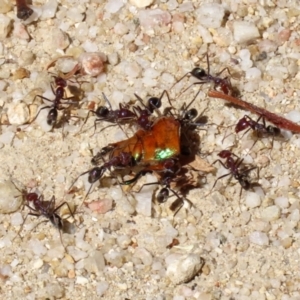 Iridomyrmex purpureus at Paddys River, ACT - 19 Jan 2021 10:49 AM