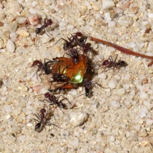 Iridomyrmex purpureus at Paddys River, ACT - 19 Jan 2021 10:49 AM