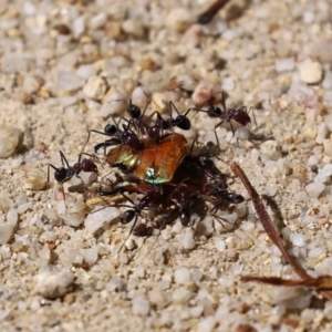 Iridomyrmex purpureus at Paddys River, ACT - 19 Jan 2021 10:49 AM