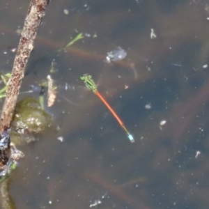 Ischnura aurora at Paddys River, ACT - 19 Jan 2021