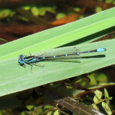 Austroagrion watsoni (Eastern Billabongfly) at Tidbinbilla Nature Reserve - 19 Jan 2021 by RodDeb