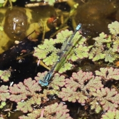 Austroagrion watsoni at Paddys River, ACT - 19 Jan 2021 01:57 PM