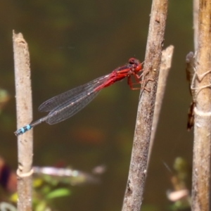 Xanthagrion erythroneurum at Paddys River, ACT - 19 Jan 2021