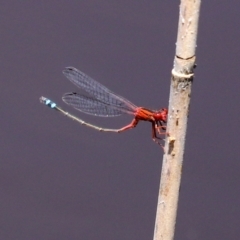 Xanthagrion erythroneurum at Paddys River, ACT - 19 Jan 2021