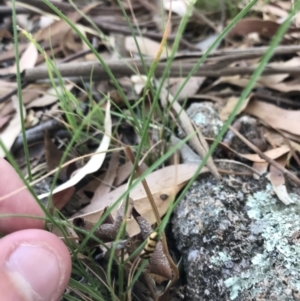 Olbonoma triptycha at Hughes, ACT - 18 Jan 2021