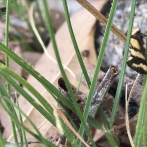 Olbonoma triptycha at Hughes, ACT - 18 Jan 2021 05:52 PM