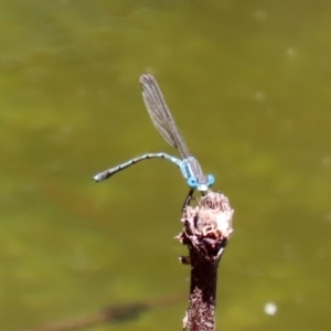 Austrolestes leda at Paddys River, ACT - 19 Jan 2021 01:23 PM