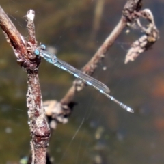 Austrolestes leda at Paddys River, ACT - 19 Jan 2021 01:23 PM