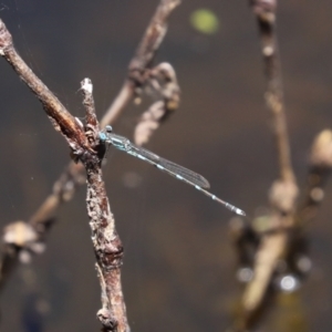 Austrolestes leda at Paddys River, ACT - 19 Jan 2021 01:23 PM