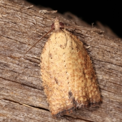 Tortricinae (subfamily) (A tortrix moth) at Melba, ACT - 9 Jan 2021 by kasiaaus