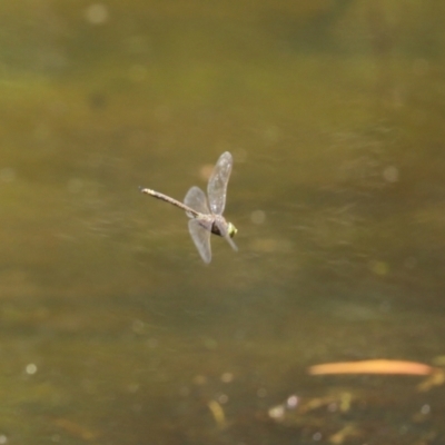 Anax papuensis (Australian Emperor) at Tidbinbilla Nature Reserve - 19 Jan 2021 by RodDeb