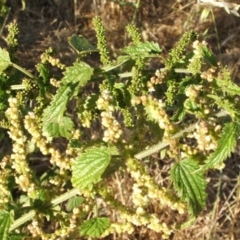 Urtica incisa (Stinging Nettle) at Nangus, NSW - 19 Dec 2005 by abread111