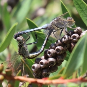 Orthetrum caledonicum at Paddys River, ACT - 19 Jan 2021