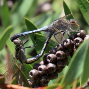 Orthetrum caledonicum at Paddys River, ACT - 19 Jan 2021