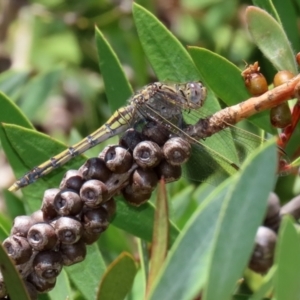 Orthetrum caledonicum at Paddys River, ACT - 19 Jan 2021