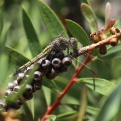 Orthetrum caledonicum at Paddys River, ACT - 19 Jan 2021