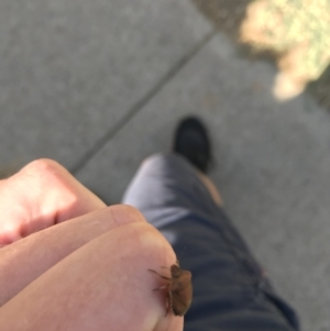 Dictyotus conspicuus at Garran, ACT - 20 Jan 2021