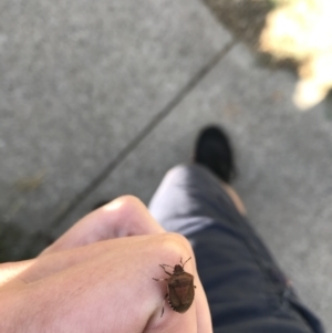 Dictyotus conspicuus at Garran, ACT - 20 Jan 2021