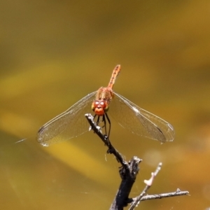 Diplacodes bipunctata at Paddys River, ACT - 19 Jan 2021 01:37 PM