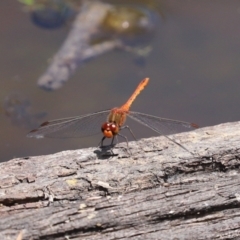 Diplacodes bipunctata at Paddys River, ACT - 19 Jan 2021 01:37 PM