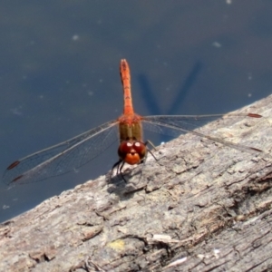 Diplacodes bipunctata at Paddys River, ACT - 19 Jan 2021 01:37 PM