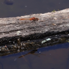 Diplacodes bipunctata at Paddys River, ACT - 19 Jan 2021