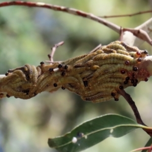 Pergidae sp. (family) at Paddys River, ACT - 19 Jan 2021