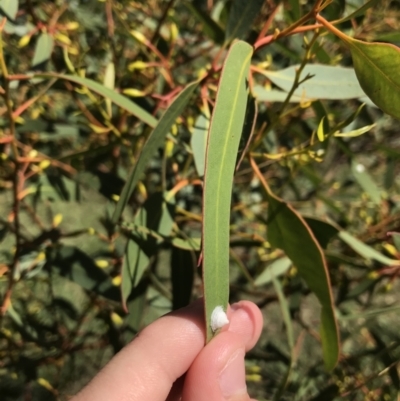 Glycaspis sp. (genus) (Unidentified sugary lerp) at Garran, ACT - 20 Jan 2021 by Tapirlord