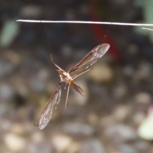 Leptotarsus (Macromastix) costalis at Paddys River, ACT - 19 Jan 2021 03:08 PM