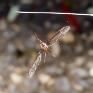 Leptotarsus (Macromastix) costalis at Paddys River, ACT - 19 Jan 2021 03:08 PM