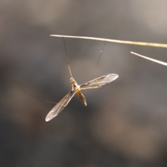 Leptotarsus (Macromastix) costalis at Paddys River, ACT - 19 Jan 2021 03:08 PM