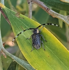 Ancita marginicollis (A longhorn beetle) at Red Hill to Yarralumla Creek - 17 Jan 2021 by JackyF