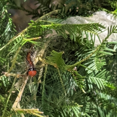 Spectrotrota fimbrialis (A Pyralid moth) at Deakin, ACT - 20 Jan 2021 by JackyF