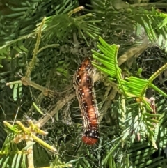 Spectrotrota fimbrialis at Deakin, ACT - 20 Jan 2021