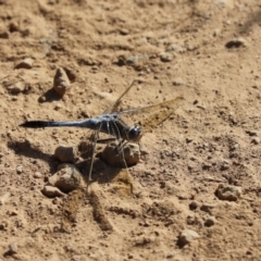 Orthetrum caledonicum (Blue Skimmer) at Hall, ACT - 19 Jan 2021 by Tammy