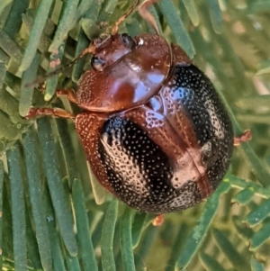 Dicranosterna immaculata at Deakin, ACT - 20 Jan 2021