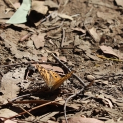 Heteronympha merope (Common Brown Butterfly) at Hall, ACT - 20 Jan 2021 by Tammy