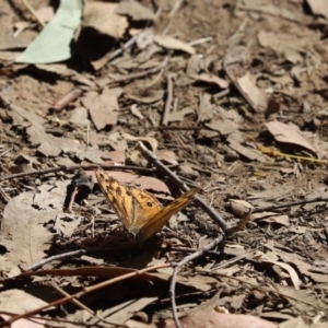 Heteronympha merope at Hall, ACT - 20 Jan 2021