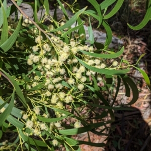 Acacia implexa at Deakin, ACT - 20 Jan 2021 02:00 PM