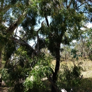 Acacia implexa at Deakin, ACT - 20 Jan 2021