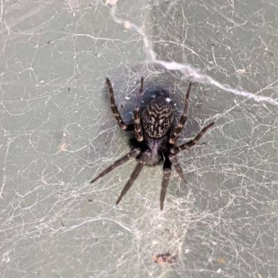 Badumna insignis (Black House Spider) at Hughes, ACT - 20 Jan 2021 by JackyF