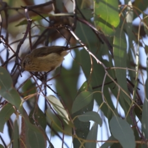 Acanthiza lineata at Jacka, ACT - 20 Jan 2021 08:25 AM