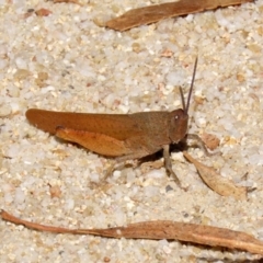 Goniaea opomaloides (Mimetic Gumleaf Grasshopper) at Tidbinbilla Nature Reserve - 18 Jan 2021 by RodDeb