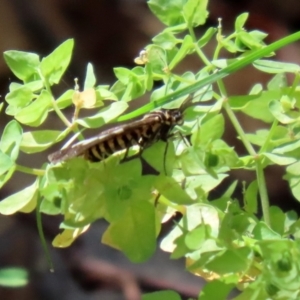 Nyctemera amicus at Paddys River, ACT - 19 Jan 2021