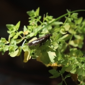 Nyctemera amicus at Paddys River, ACT - 19 Jan 2021