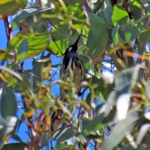 Phylidonyris novaehollandiae at Paddys River, ACT - 19 Jan 2021 11:22 AM