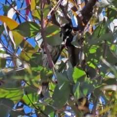 Phylidonyris novaehollandiae at Paddys River, ACT - 19 Jan 2021 11:22 AM